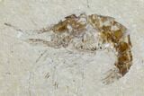Two Cretaceous Fossil Shrimp Plate - Lebanon #107653-3